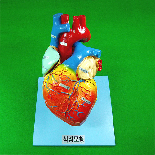심장모형