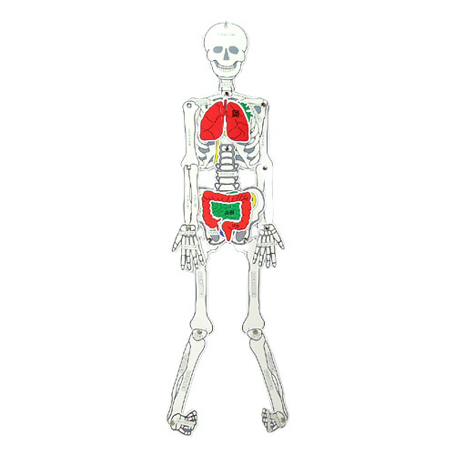 신기한우리몸(뼈뼈뼈)